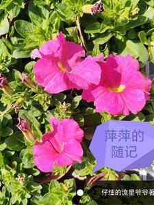 阅读萍萍的日记